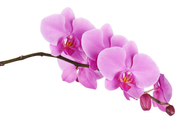 istock Orchids flowers on banch isolated. 1129110739