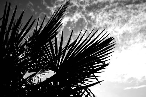 Silhouettes of several tropical palm trees