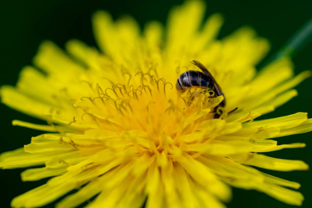 istock beautiful yellow dandelions with a bee close-up 1129111405