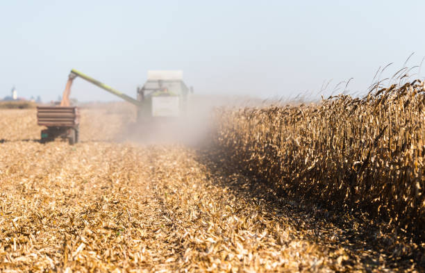istock Harvesting of corn fields with combine 1129111447