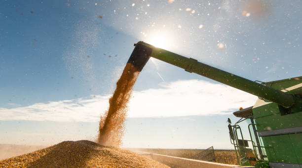 istock Pouring corn grain into tractor trailer after harvest at field 1129111470