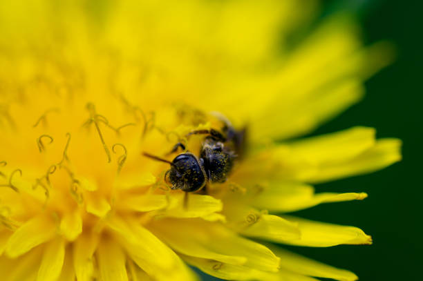 istock beautiful yellow dandelions with a bee close-up 1129111500