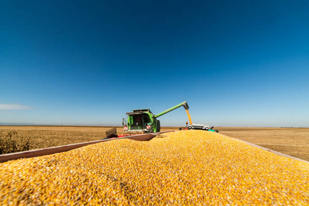 istock Pouring corn grain into tractor trailer after harvest at field 1129111548