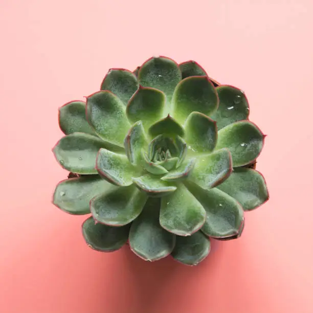 Photo of One cactus on pastel millenial pink. Minimal creative office concept. View from above.