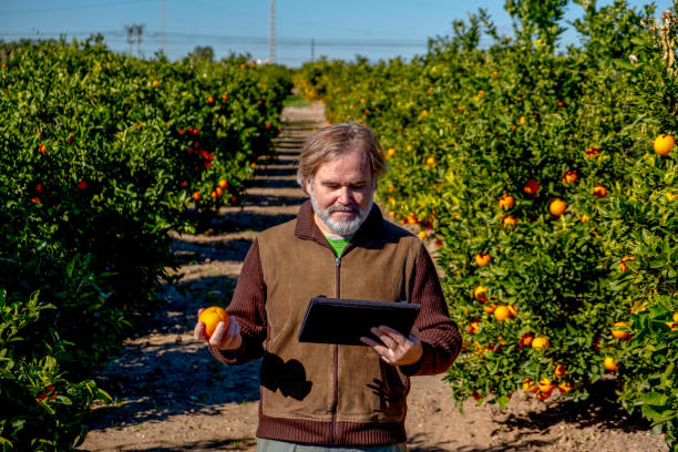 Farmer with a tablet observes an orange in his field of cultivation stock photo
