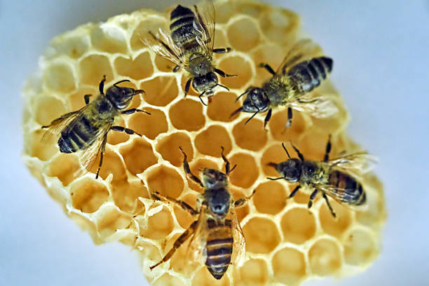 Bees Bees on a honeycomb wachs stock pictures, royalty-free photos & images