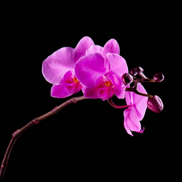 istock Orchids flowers on banch on black. 1129114815