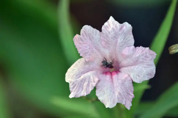 Pink Mexican petunia are growing in the garden and the little bee is collecting nectar.