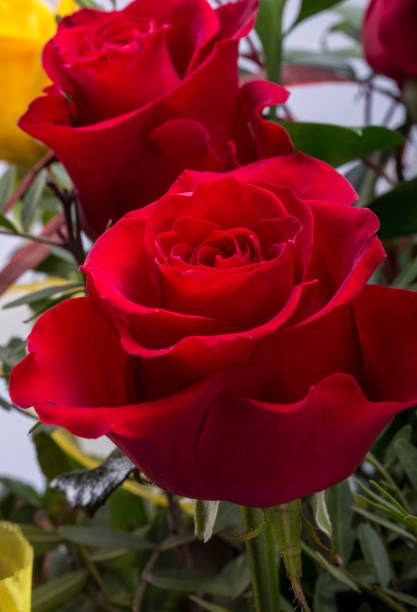istock bouquet of blossoming dark red roses 1129115866