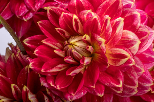 istock Red dahlia flower isolated on white background 1129116081