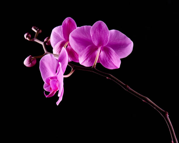 istock Orchids flowers on banch on black. 1129116085