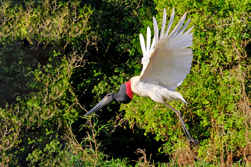 Jabiru Stork, Jabiru Mycteria, Cuiaba River, Porto Jofre, Pantanal Matogrossense, Mato Grosso do Sul, Brazil, South America