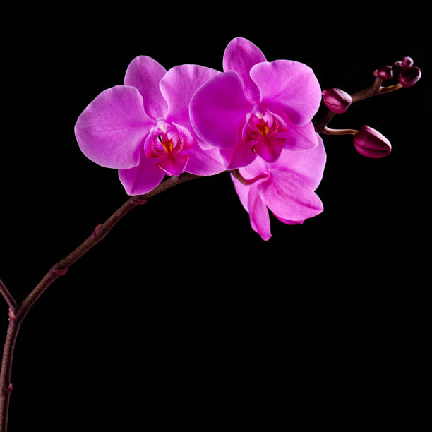 istock Orchids flowers on banch on black. 1129116222