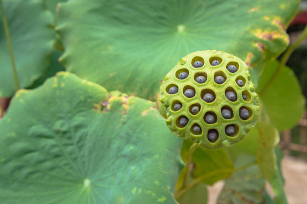 Receptacle of the lotus in the garden