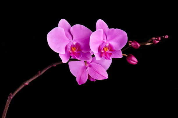 istock Orchids flowers on banch on black. 1129116496