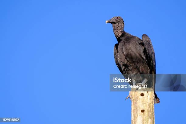 Beautiful Black Vulture Coragyps Atratus On A Pole In The Brazilian Pantanal Porto Jofre Brazil South America Stock Photo - Download Image Now