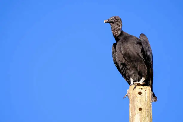 Beautiful Black Vulture, Coragyps Atratus, also known as the American Black Vulture, on a pole in the Brazilian Pantanal, Porto Jofre, Mato Grosso, Brazil, South America
