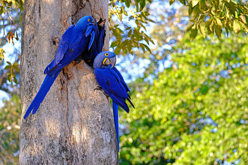 Hyacinth Macaw, Anodorhynchus Hyacinthinus, or Hyacinthine Macaw, Pantanal, Mato Grosso do Sul, Brazil, South America