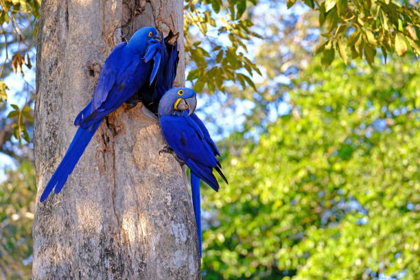 hyacinth macaw, anodorhynchus hyacinthinus ou hyacinthine macaw, pantanal, mato grosso do sul, brasil - arara azul - fotografias e filmes do acervo