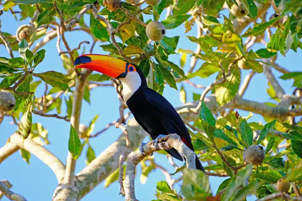 Toco Toucan, Ramphastos Toco, also known as the Common Toucan, Giant Toucan, perching in the trees and feeding fruits, Pantanal, Porto Jofre, Mato Grosso, Brazil, South America