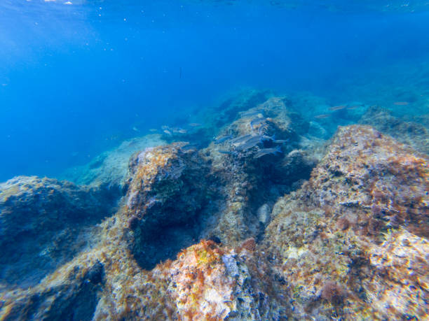 istock Underwater in the Ionian Sea 1129117399
