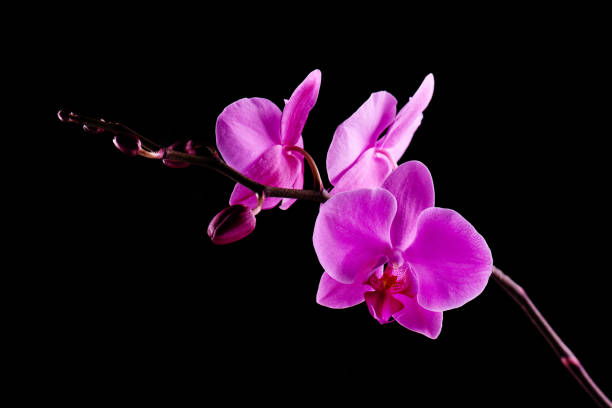 istock Orchids flowers on banch on black. 1129117443