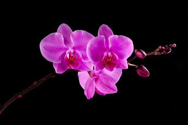istock Orchids flowers on banch on black. 1129117618