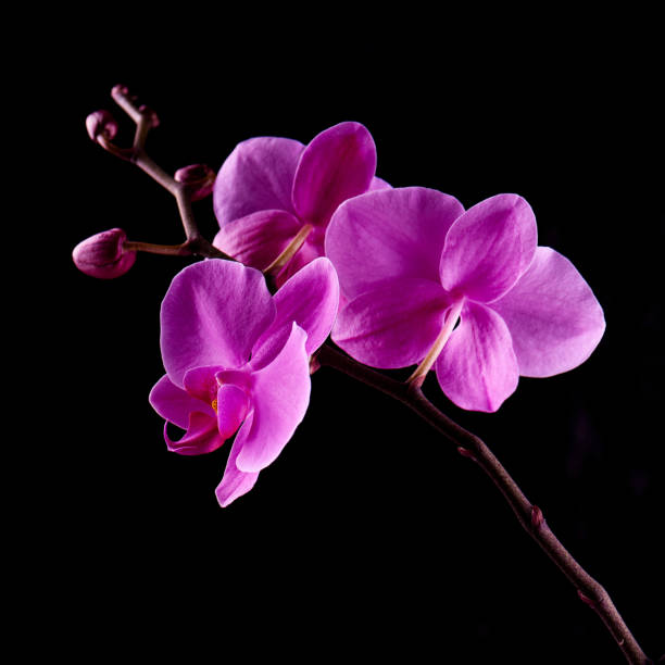 istock Orchids flowers on banch on black. 1129117898