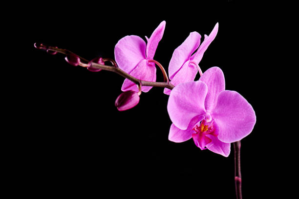 istock Orchids flowers on banch on black. 1129117946