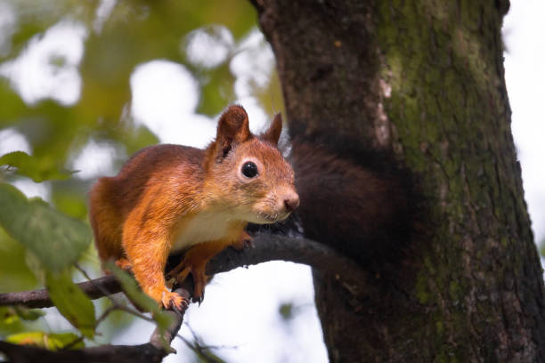 istock Squirrel in the autumn park 1129119189