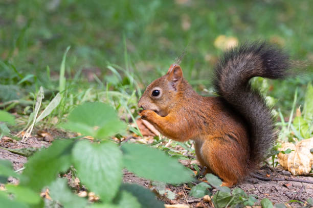 istock Squirrel in the autumn park 1129119190