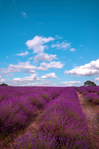 Purple Lavender Field in London