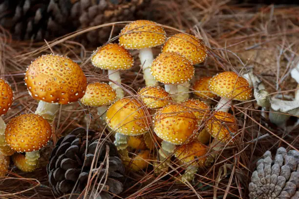 Shaggy pholiota mushroom /Shaggy scalycap (Pholiota squarrosa)