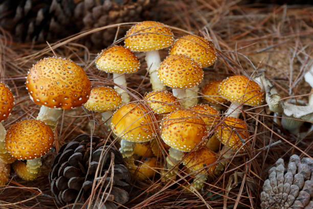 лохматый гриб фолиота - mushroom stem cap plate стоковые фото и изображения