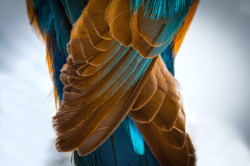 Wings flying blue brown detail macro shot