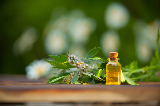 istock motherwort essential oil in  beautiful bottle on table 1129123710