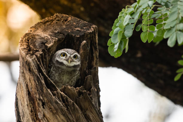 istock Athene brama, Owl symbol of bad Resting during the daytime 1129123786
