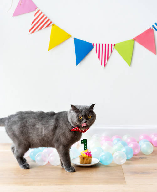 istock Scottish Fold cat celebrating its first birthday 1129124500