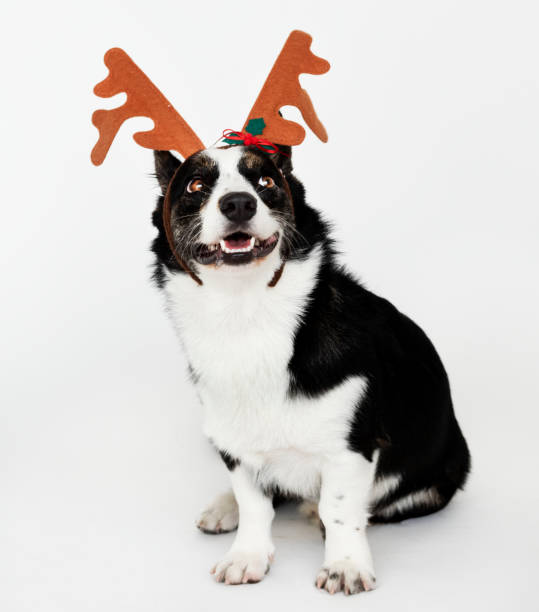 istock Happy Cardigan Welsh Corgi wearing antlers 1129124538
