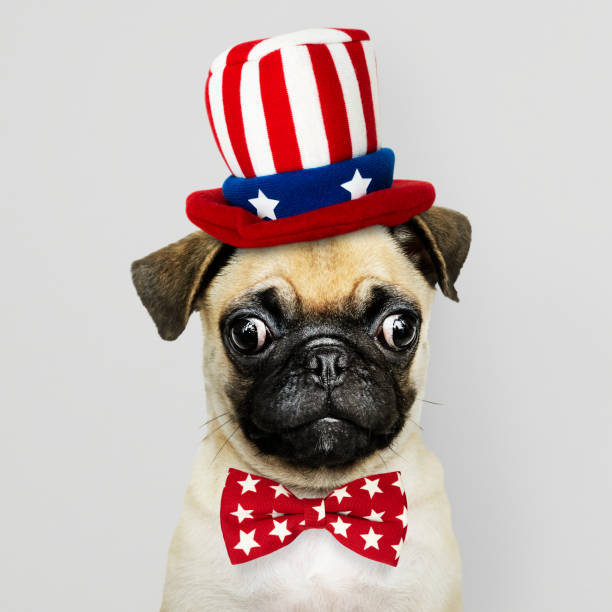 istock Cute Pug puppy in a Uncle Sam hat and bow tie 1129124652