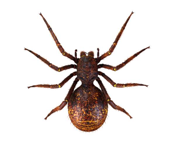 istock Spider 3d illustration isolated on the white background 1129125586
