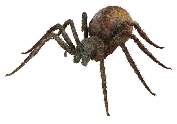 istock Spider 3d illustration isolated on the white background 1129125635