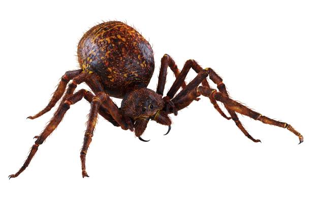 istock Spider 3d illustration isolated on the white background 1129125660