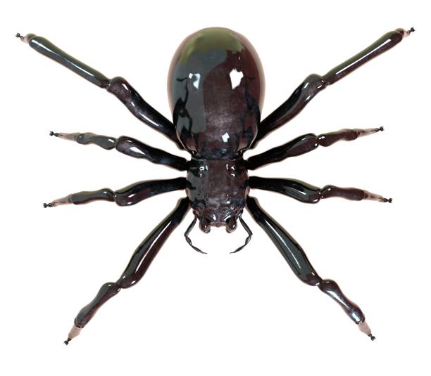 istock Spider 3d illustration isolated on the white background 1129125670