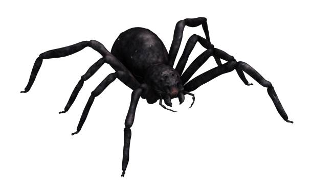 istock Spider 3d illustration isolated on the white background 1129125673