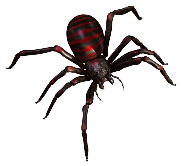 istock Spider 3d illustration isolated on the white background 1129125678