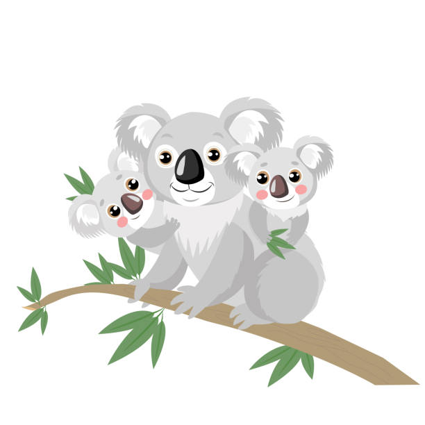 koala-familie auf holz zweig mit grünen blättern. australische tiere lustigsten koala. - koala australia animal isolated stock-grafiken, -clipart, -cartoons und -symbole