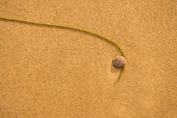 A summer close up HDR image of a single strand of seaweed, Himanthalia elongata, on the beach in the Outer Hebrides, Scotland