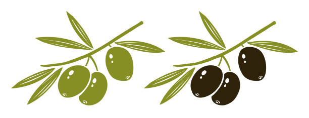ilustraciones, imágenes clip art, dibujos animados e iconos de stock de aceitunas verdes y negras - white background horizontal close up vegetable