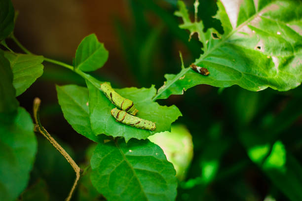 istock Caterpillar, big green worm in the park. 1129126539